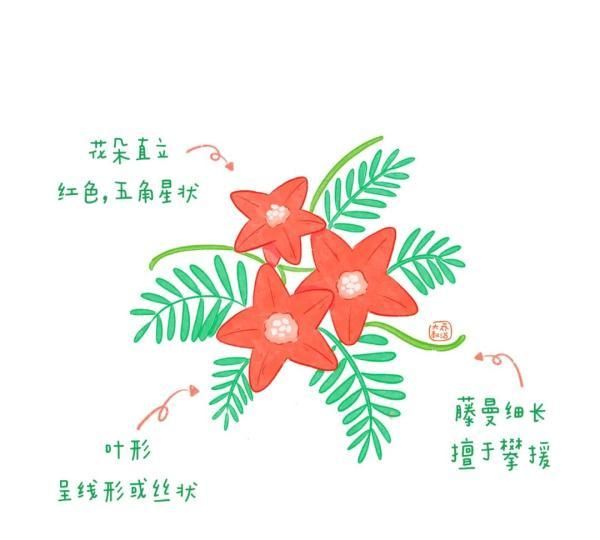 不认识花草？这份花草图鉴收好