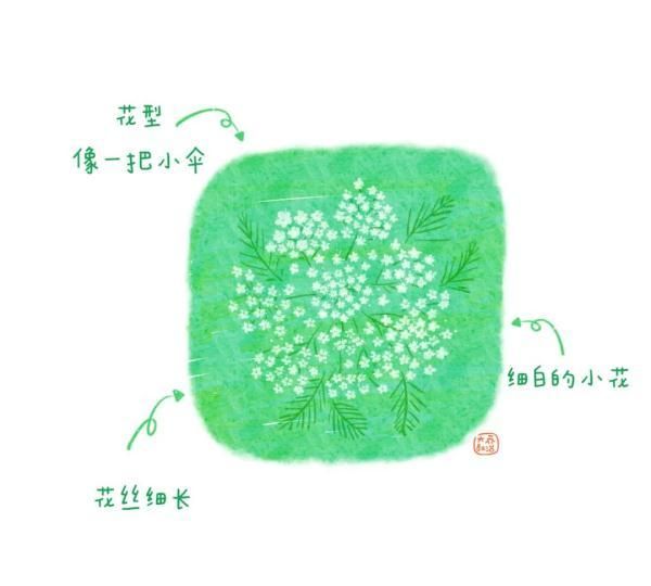 不认识花草？这份花草图鉴收好