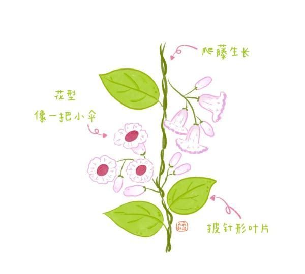 不认识花草？这份花草图鉴收好