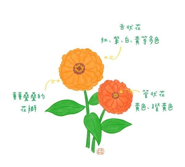 不认识花草？这份花草图鉴收好