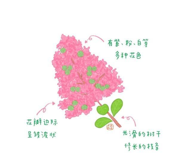 不认识花草？这份花草图鉴收好