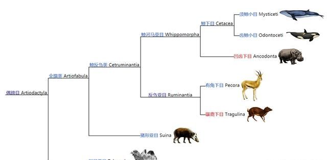 河马怕鳄鱼吗
，河马为什么不怕鳄鱼犀牛图2