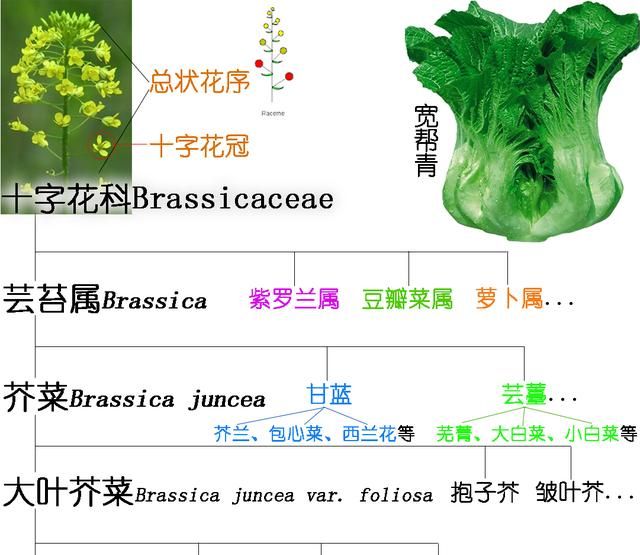 餐桌物种｜那鱼那菜——探索酸菜鱼好吃的秘密