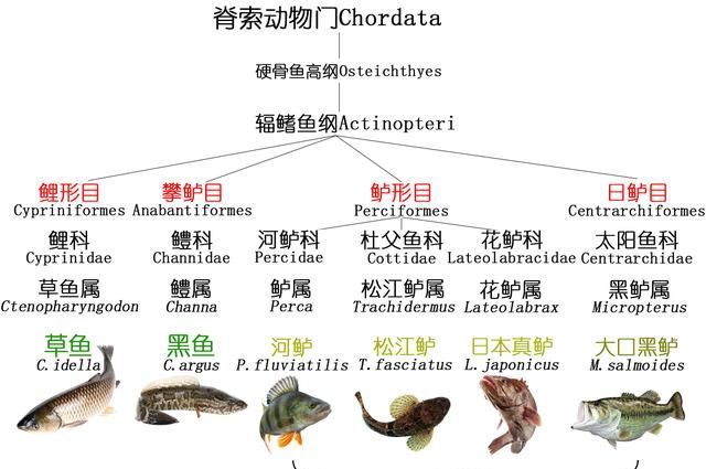 餐桌物种｜那鱼那菜——探索酸菜鱼好吃的秘密