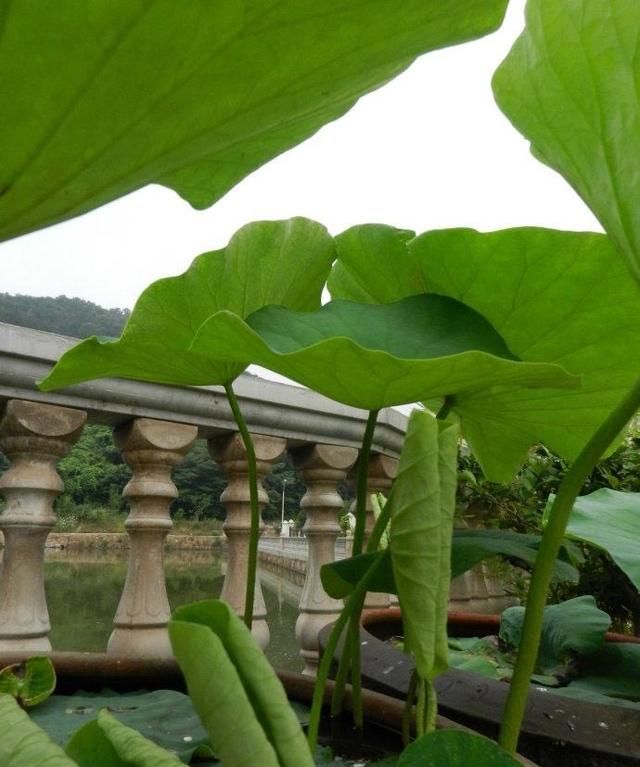 用旧水缸种莲藕，荷叶片片、花朵鲜艳，秋天收获一大盆