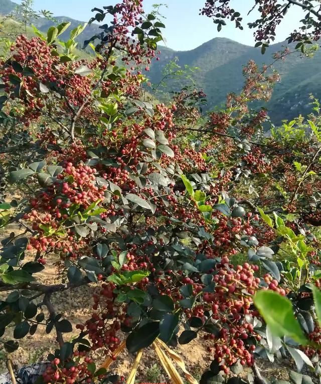 一斤湿花椒能晒多少干花椒图1