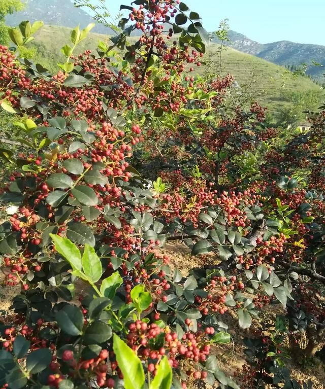 一斤湿花椒能晒多少干花椒图2