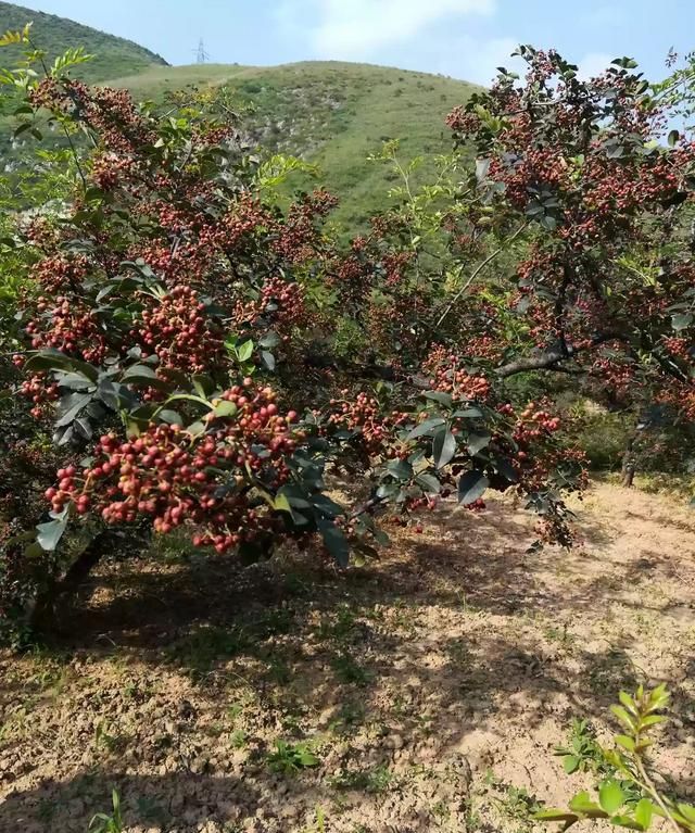 一斤湿花椒能晒多少干花椒图3