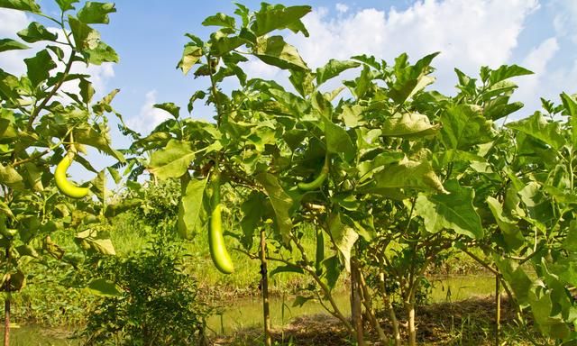 「千金菜」、「昆仑瓜」，这些都是啥？盘点唐朝人最爱吃的蔬菜