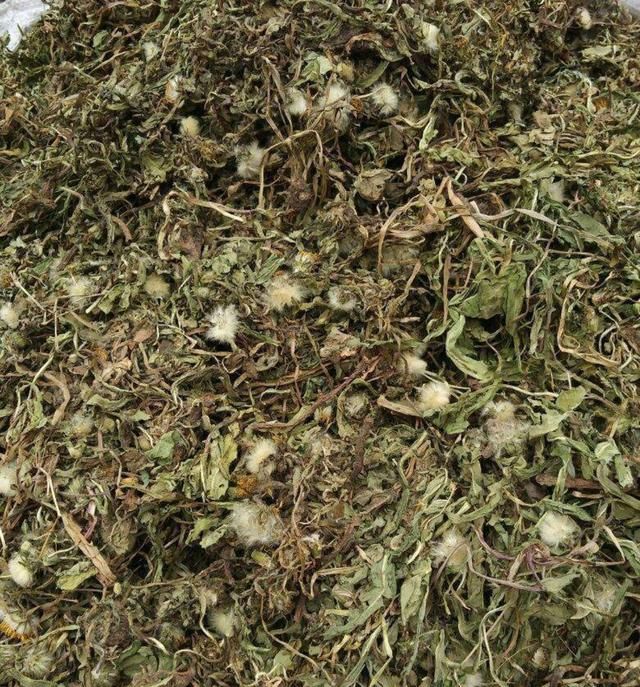 蒲公英花怎么做成茶，蒲公英的花怎么做花茶
图1