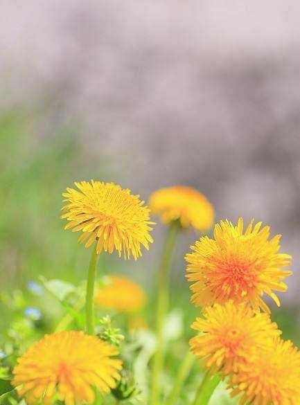 蒲公英花怎么做成茶，蒲公英的花怎么做花茶
图5