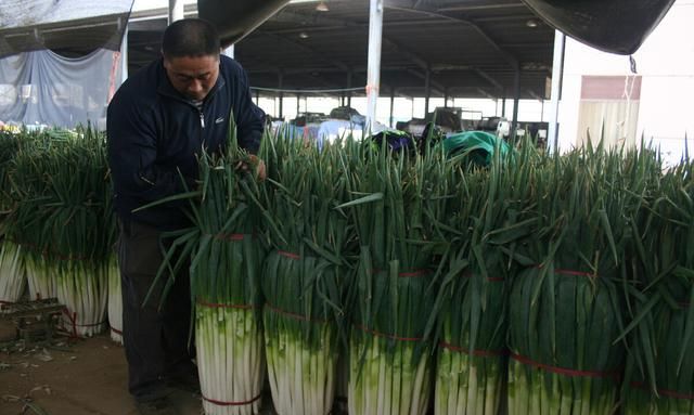 葱农种植的大葱,当价格低不卖时,怎么才能长时间储存呢图3