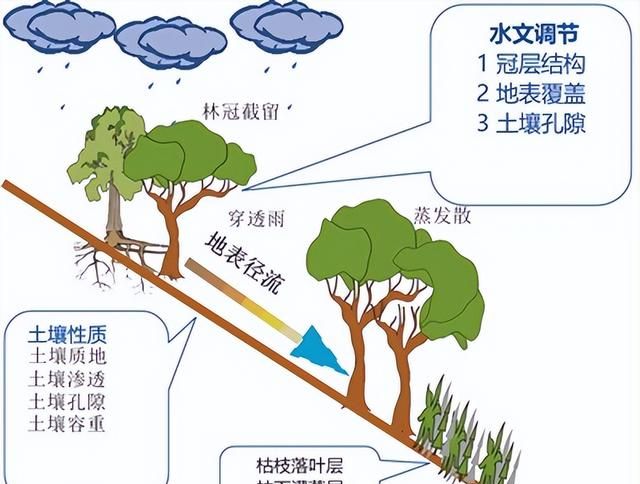 林草科普|森林“四库”系列解读：森林是水库