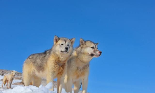 什么狗最适合拉雪橇图5