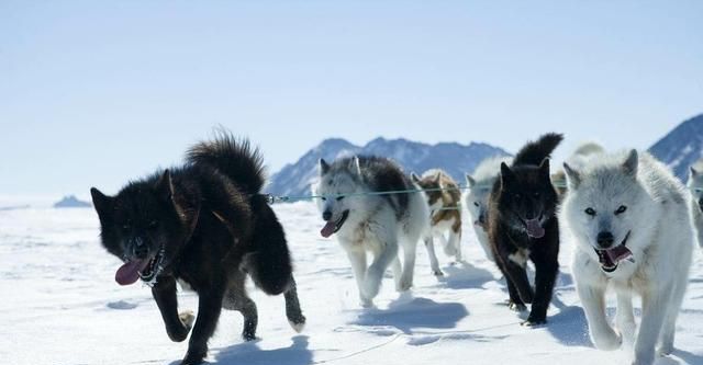 什么狗最适合拉雪橇图7