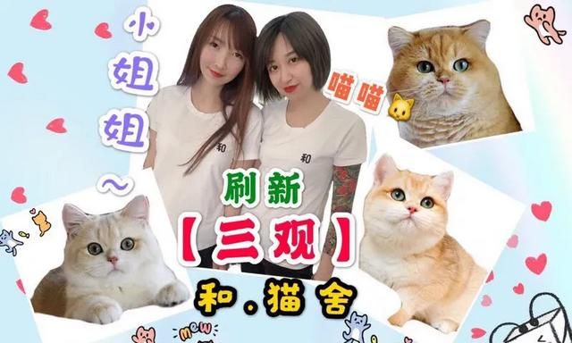 布偶猫为什么很贵图13