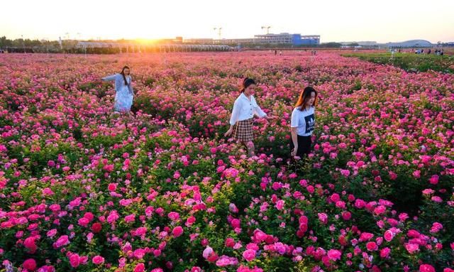 来云间花海，打卡“花海+飞机”照，美