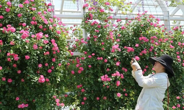 来云间花海，打卡“花海+飞机”照，美