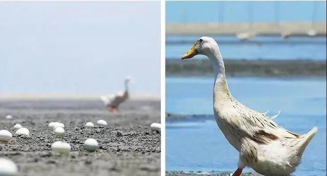 被央视“曝光”的海鸭蛋，为什么蛋黄又红又香！别傻傻不知道