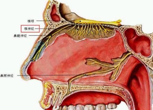 人睡着后会受到气味的影响吗为什么图3