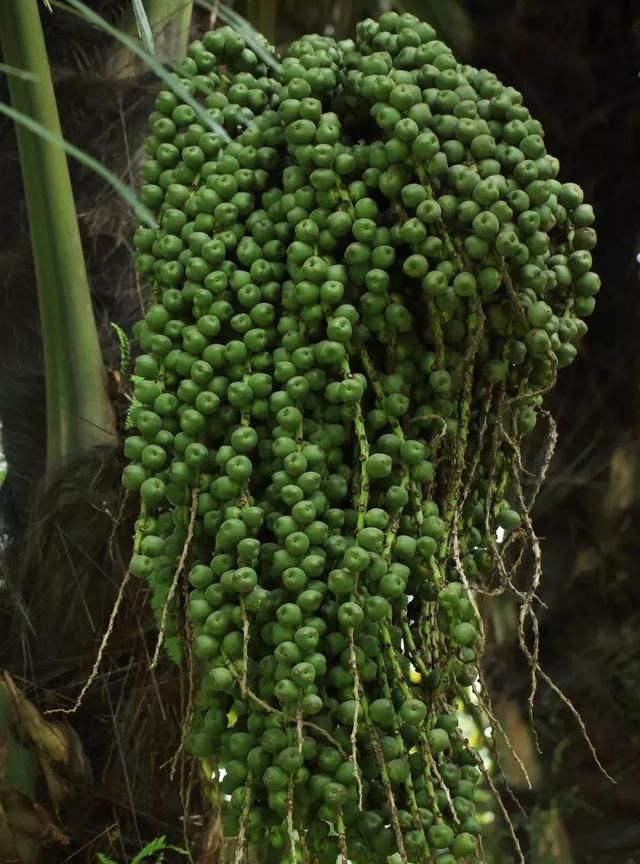 新知丨你一定吃过椰子，但这两种椰子你未必了解