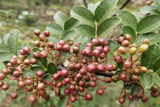 农村种植花椒又到采收季节花椒如何科学采摘，有哪些注意事项图2