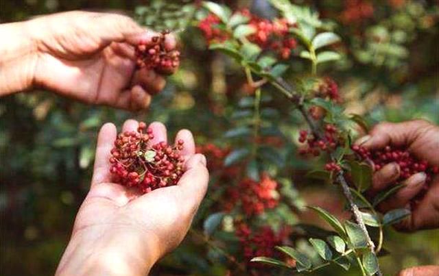 农村种植花椒又到采收季节花椒如何科学采摘，有哪些注意事项图4