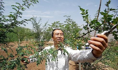 农村种植花椒又到采收季节花椒如何科学采摘，有哪些注意事项图11