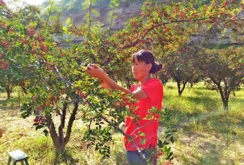 农村种植花椒又到采收季节花椒如何科学采摘，有哪些注意事项图12