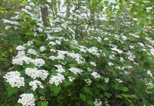 农村种植花椒又到采收季节花椒如何科学采摘，有哪些注意事项图13