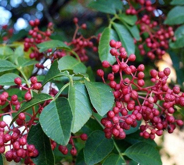 农村种植花椒又到采收季节花椒如何科学采摘，有哪些注意事项图17