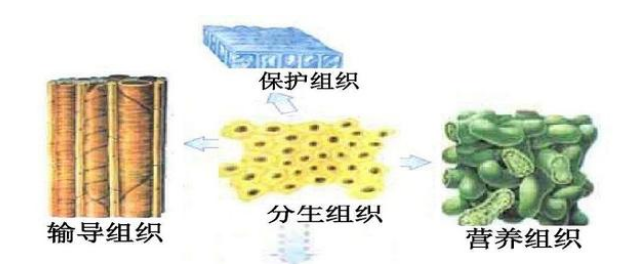 植物四大组织分类及特点介绍