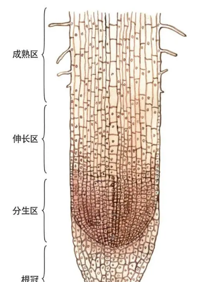 植物四大组织分类及特点介绍