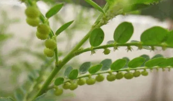 植物四大组织分类及特点介绍