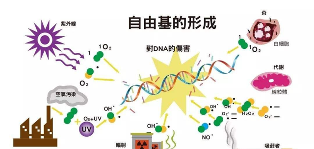 抗氧化、抗糖化、抗衰老、抗蓝光需要L-肌肽