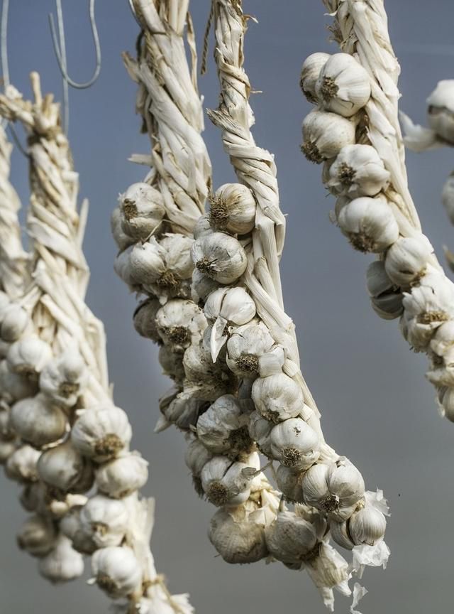 大蒜的种植技术，老农详细分享多年经验