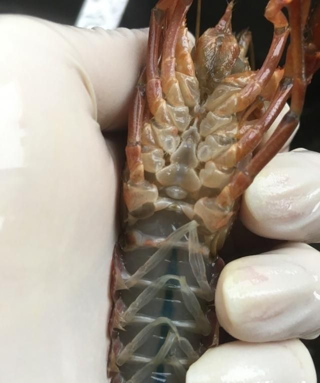 龙虾怎么炒好吃又简单的做法视频图2