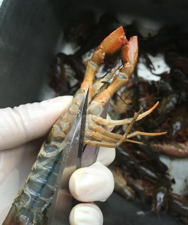 龙虾怎么炒好吃又简单的做法视频图7