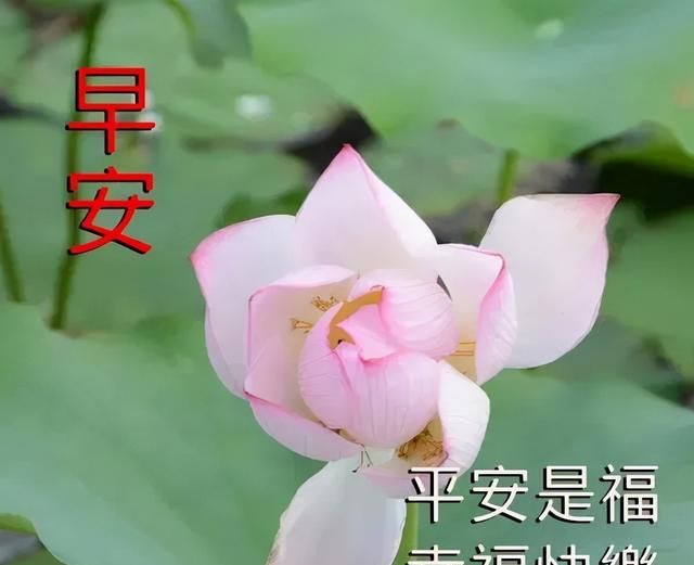 暖心早安问候带字美图 新的一天阳光暖心祝福早安心语说说句子