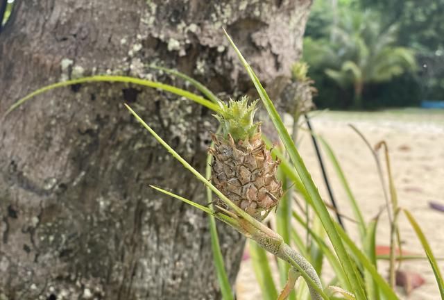 如此“袖珍”的菠萝有谁见过？竟然长在泰国象岛的沙滩上！