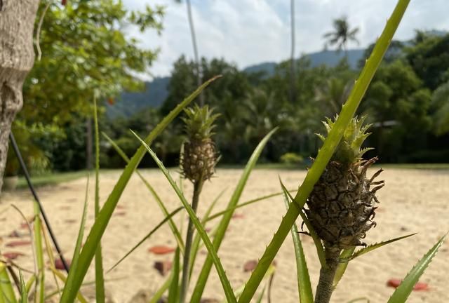 如此“袖珍”的菠萝有谁见过？竟然长在泰国象岛的沙滩上！