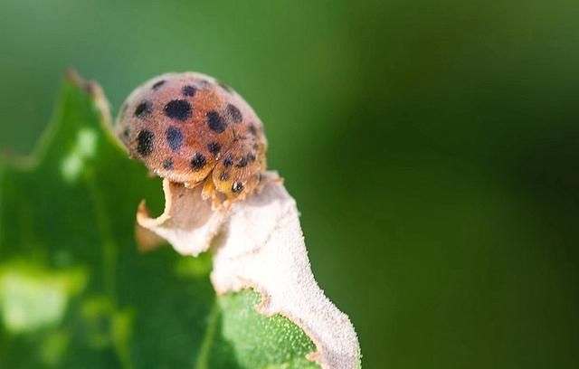 我不是害虫！灭虫高手还是入侵物种？五彩斑斓的异色瓢虫