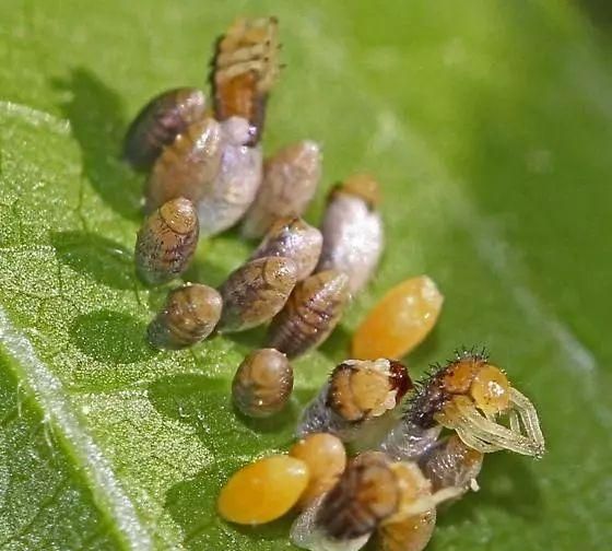 我不是害虫！灭虫高手还是入侵物种？五彩斑斓的异色瓢虫