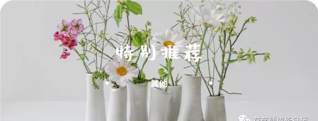 特别推荐 | 被草莓花束治愈的冬天