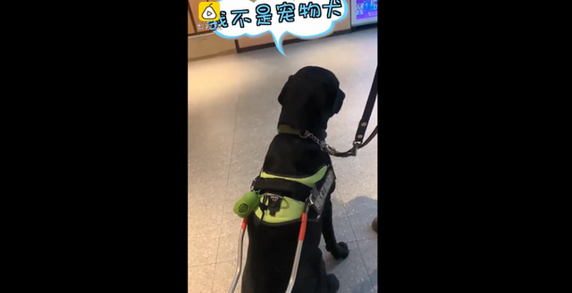 导盲犬进海底捞被拒视频：导盲犬到底该不该进入餐厅？