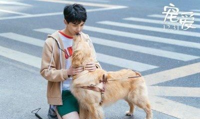 导盲犬进海底捞被拒视频：导盲犬到底该不该进入餐厅？