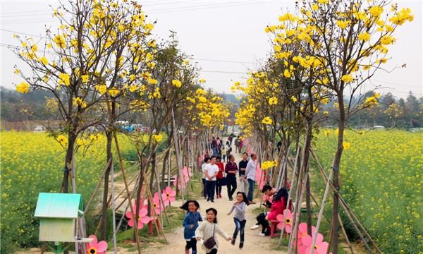 妙高山黄花风铃木，高明黄花风铃木在哪儿
图1