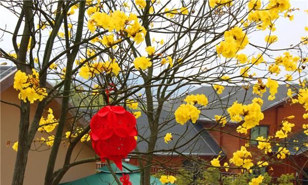 妙高山黄花风铃木，高明黄花风铃木在哪儿
图2