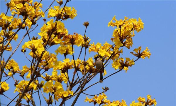 妙高山黄花风铃木，高明黄花风铃木在哪儿
图5