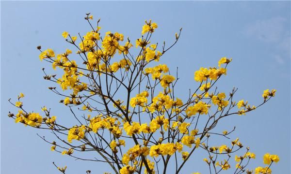 妙高山黄花风铃木，高明黄花风铃木在哪儿
图6